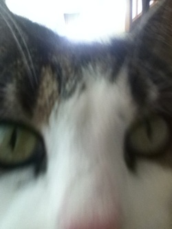 I was trying to take a photo, but she was determined to smooch. Human 0 - Cat 1