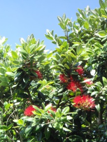 We had a small display of Christmas flowers on our pohutukawa this year.